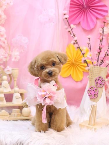 20250315らぶちゃん